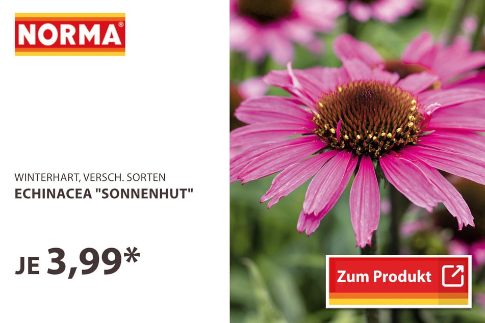 Echinacea "Sonnenhut"