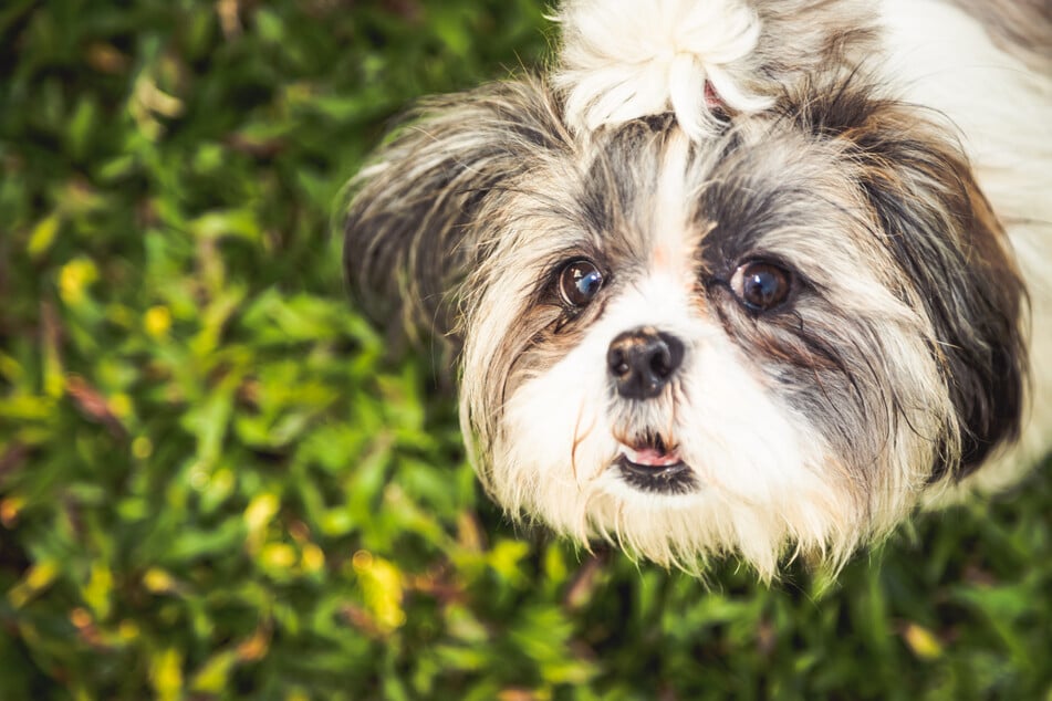 Ein 13-jähriger Shih Tzu verschwand aus dem US-Bundesstaat Florida und tauchte über zwei Monate später wieder auf. (Symbolbild)