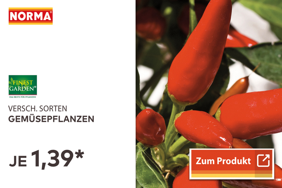 Gemüsepflanzen für 1,39 Euro