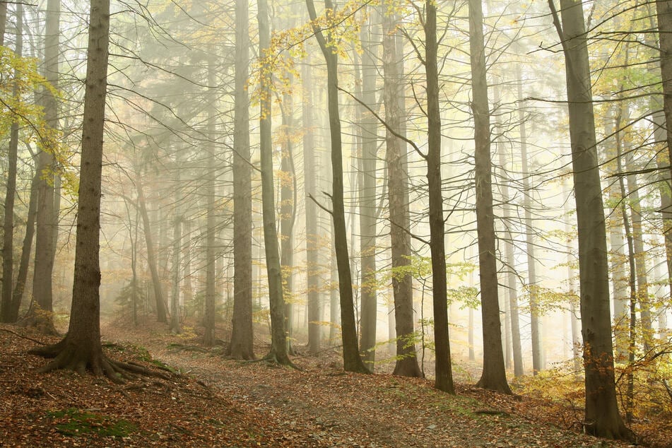 Die 29-Jährige war alleine auf einem Waldweg in Wermelskirchen unterwegs, als es zu dem Überfall kam. (Symbolbild)