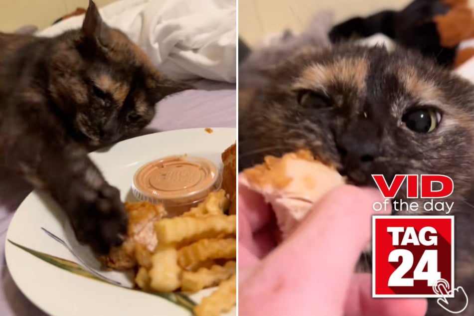 This cat stole her owner's chicken while she was in the middle of eating!