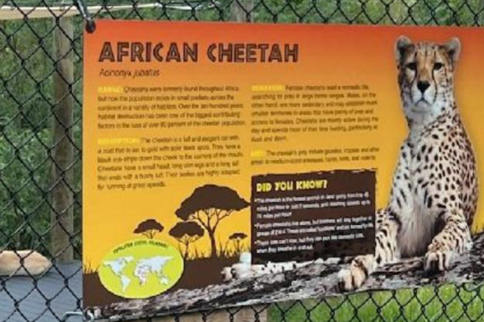 A Reddit user was shocked to find a dog rather than a cheetah in the cheetah enclosure at the Turtle Back Zoo.