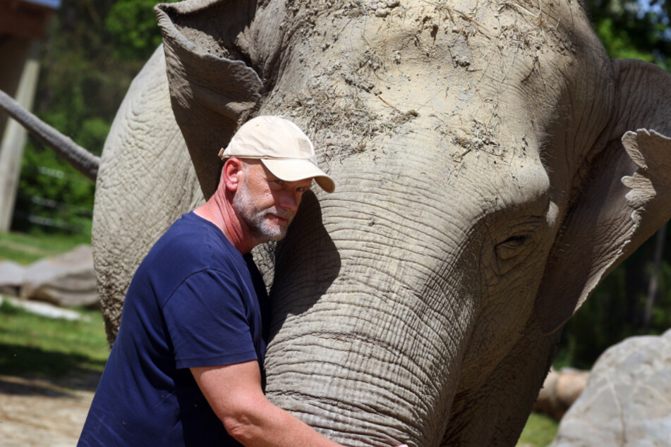 Tierpfleger Marcus Lindner kümmert sich um die Elefanten-Seniorin.