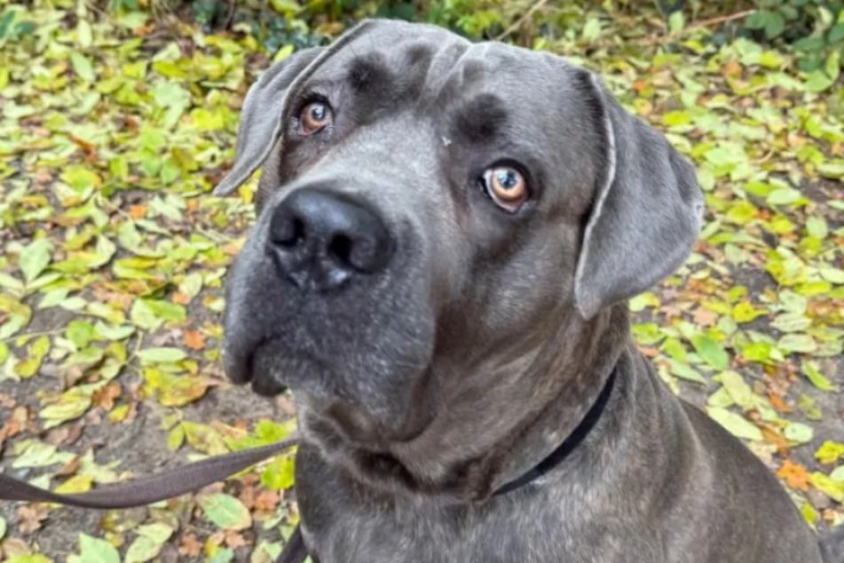 Der Cane-Corso-Mischling träumt von einem Neuanfang bei lieben Menschen, die ihm ein Für-Immer-Zuhause schenken.