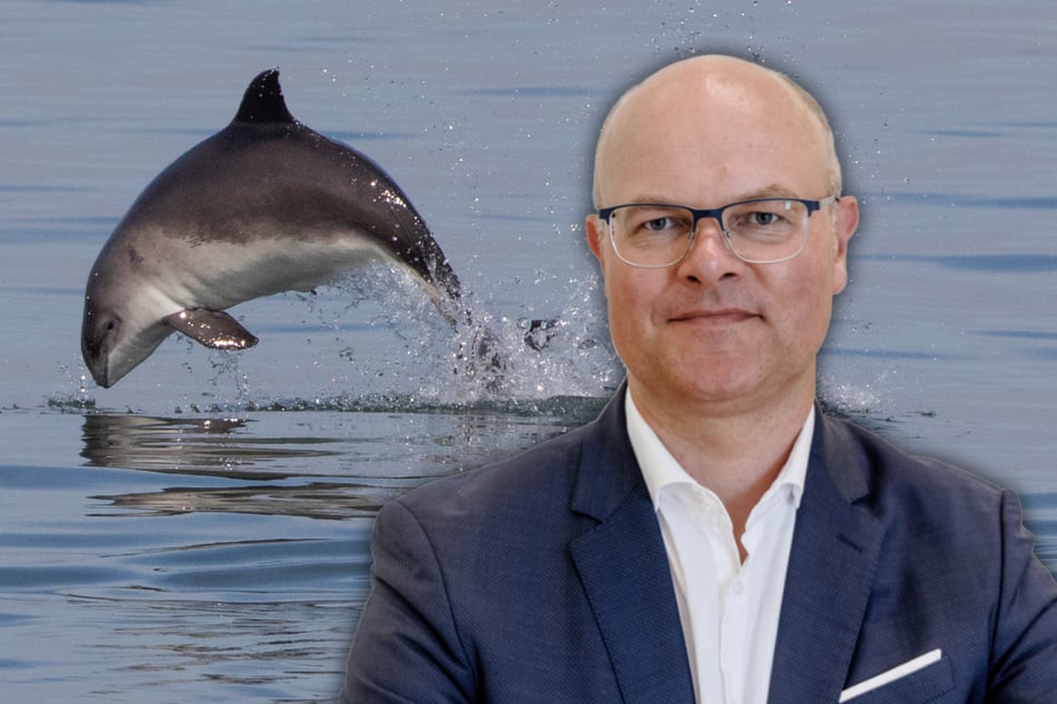 Umweltminister fordert mehr Schutz des Ostsee-Schweinswals