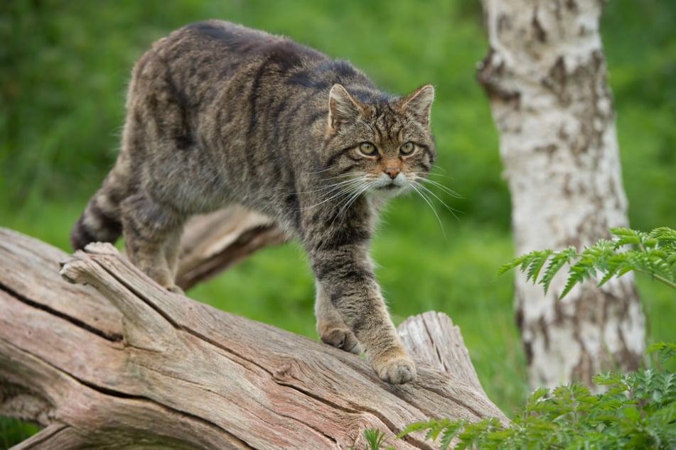 Europäische Wildkatzen sind in Europa weit verbreitet, doch in den schottischen Highlands hat ihre Population stark abgenommen.