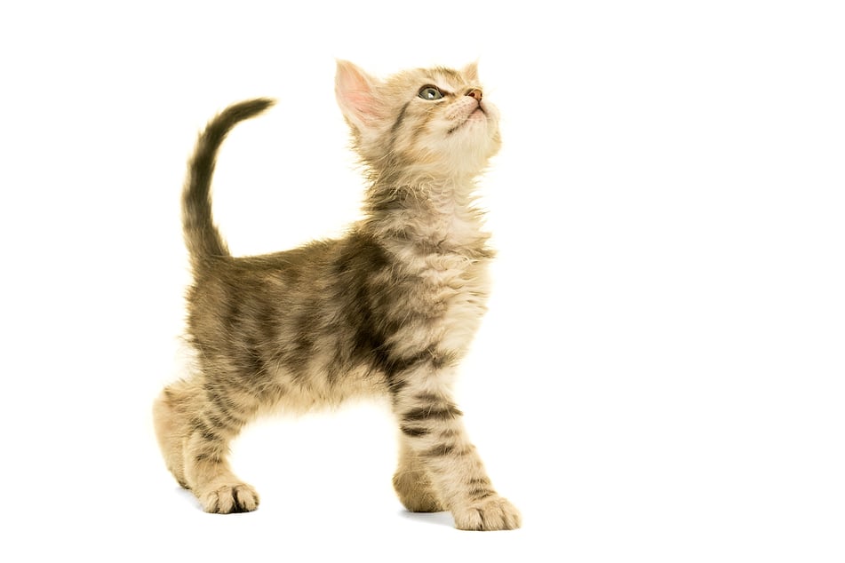 Turkish angoras are especially cute grey cats when they're kittens.