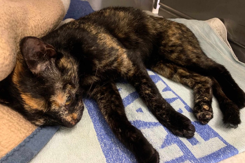 Schwer verletzt! Auto brettert Katze um und fährt einfach weiter