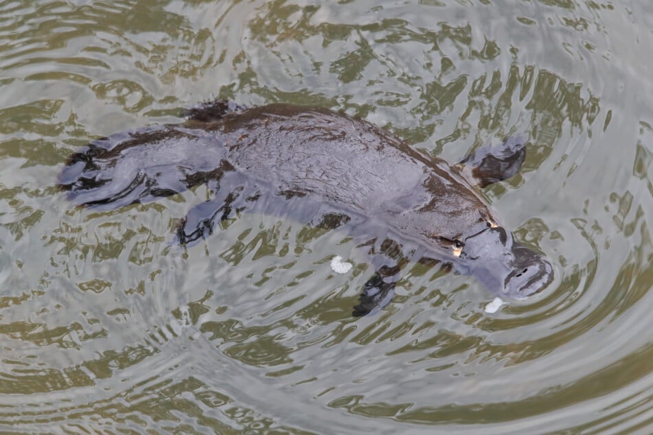 Schnabeltiere sind in Queensland, New South Wales, Victoria und Tasmanien beheimatet. Sie bevorzugen stehende oder fließende Gewässer.