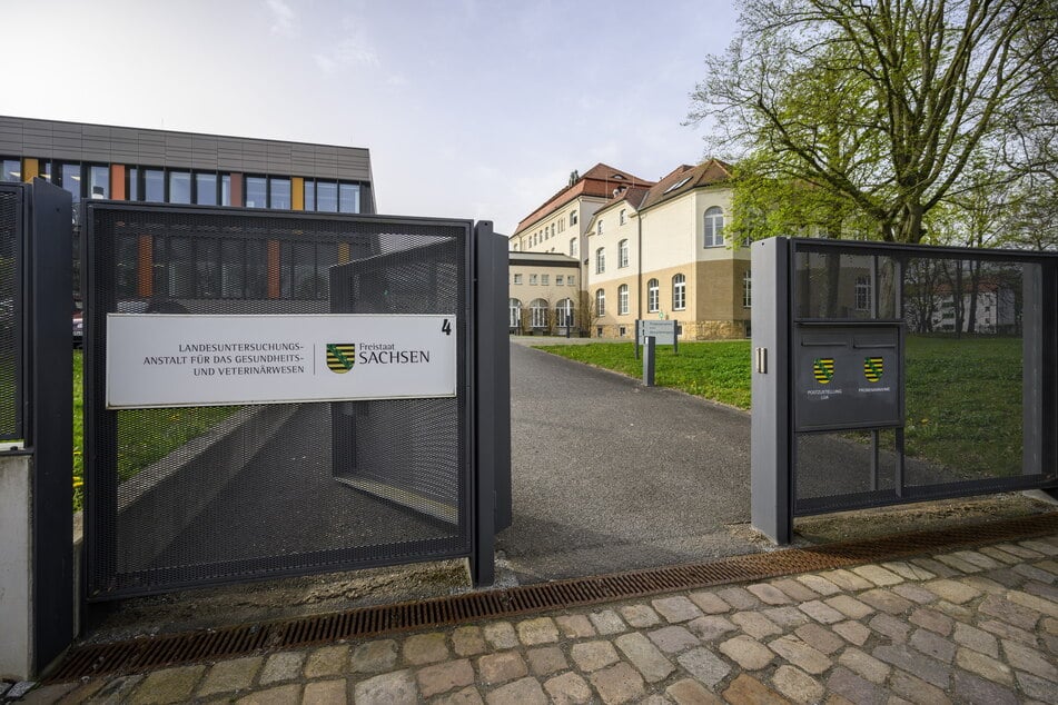 Die Landesuntersuchungsanstalt in der Zschopauer Straße ist eine von zwei Referenzstellen in Sachsen, an denen die Pollenbelastung gemessen wird.