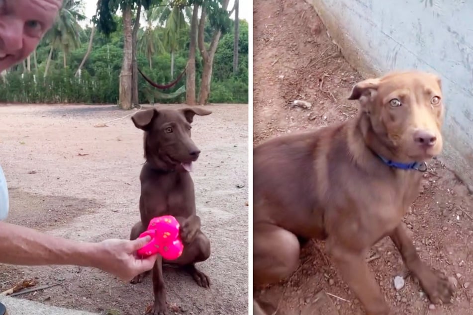 Buttons stayed with Niall Harbison in Thailand for 3 months until she could find her forever home.