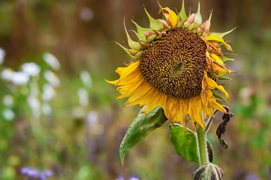 Sollte man verblühte Sonnenblumen abschneiden?