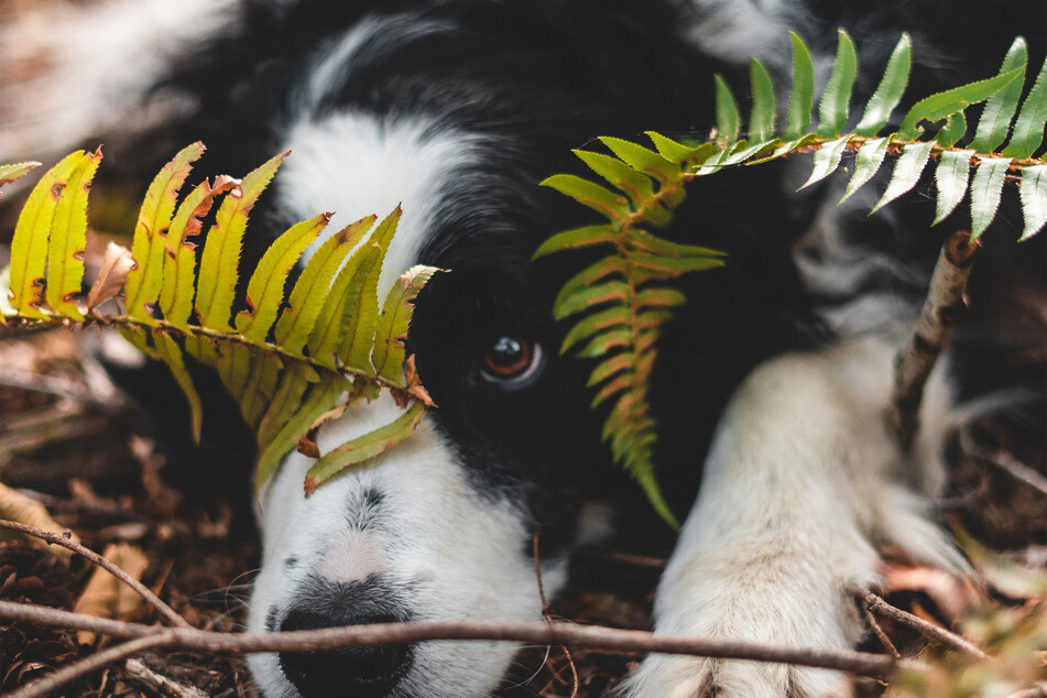 Border collies are some of the smartest and friendliest dogs in the world.