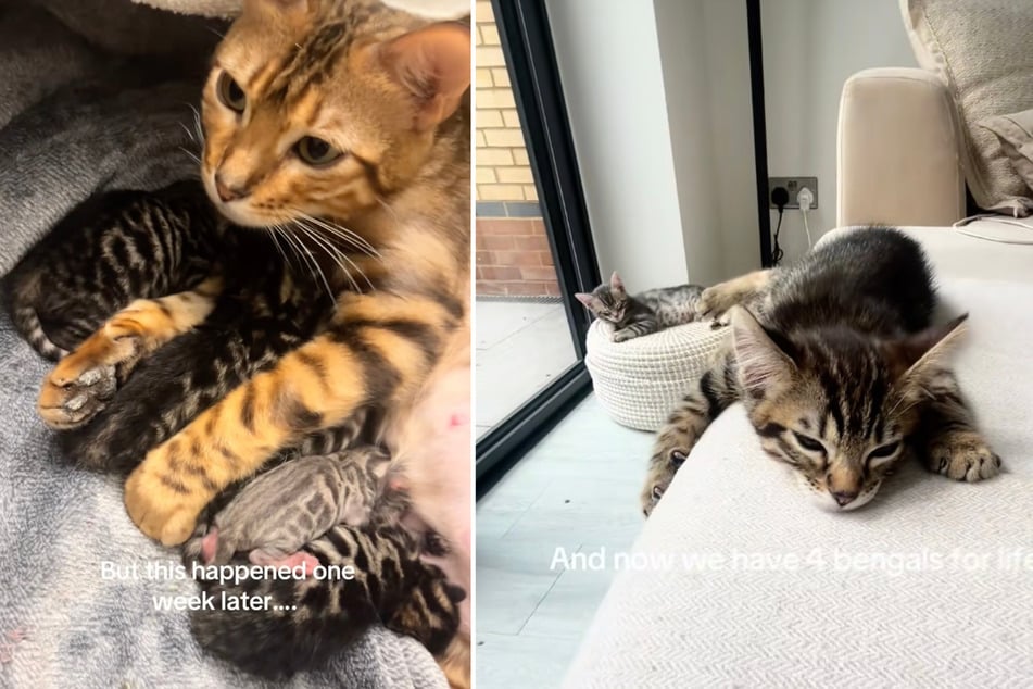 Dvě z čtyř dětí si ponechá Hannah, další dvě přebírají její blízcí přátelé.