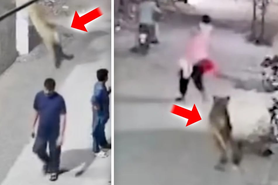 Der Löwe sprang von einer Mauer und attackierte direkt die Mutter mit ihren Kindern.