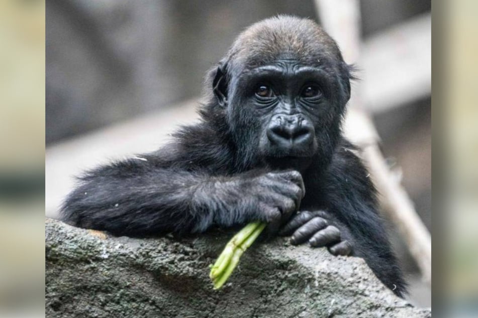 Eyare was the favorite of keepers and visitors alike. Now the cute gorilla has died in a terrible accident.