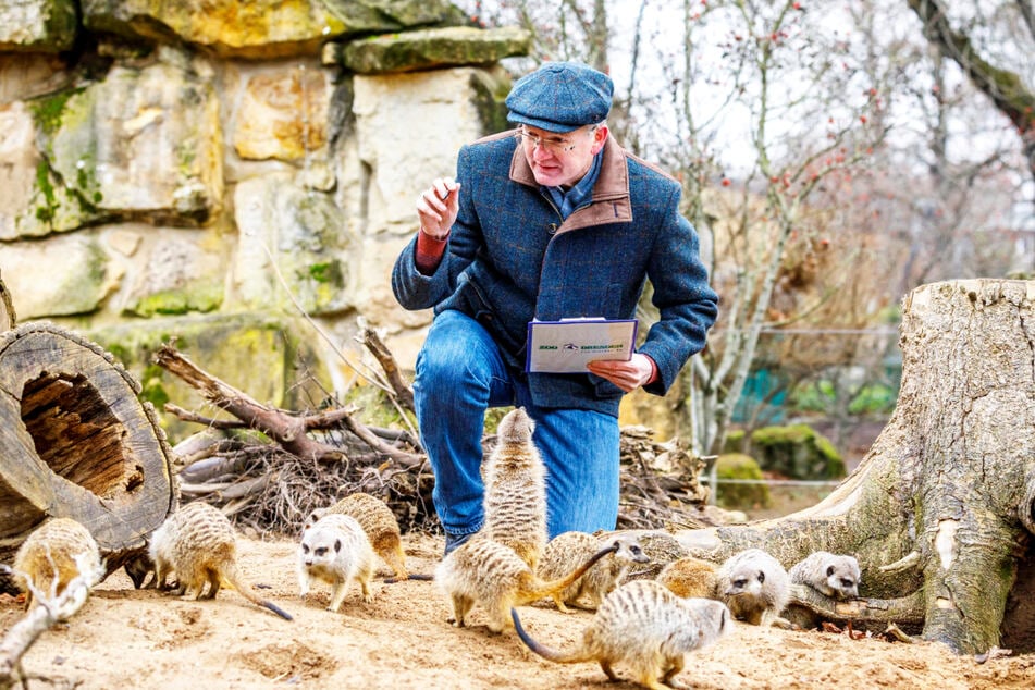 Als Zoo-Aufsichtsratsvorsitzender lockte Bürgermeister Detlef Sittel (55) die Erdmännchen mit Futter zur Zählung.