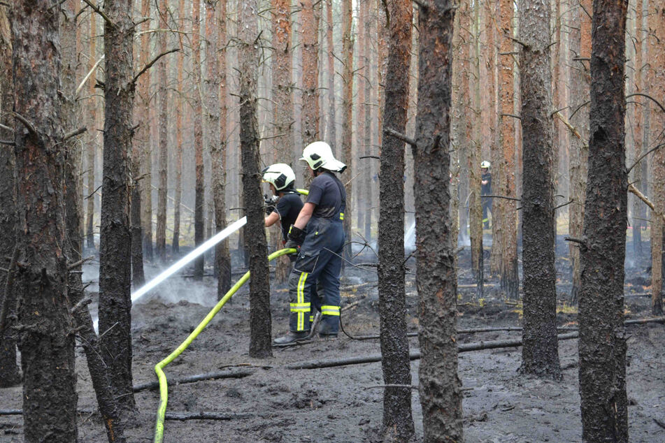 In Bernsdorf brannten 1000 Quadratmeter Wald. Kein Zufall - auch hier haben Feuerteufel gezündelt.