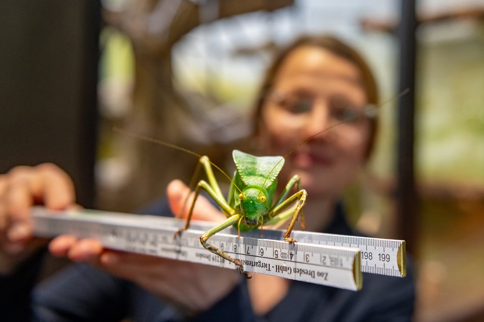 Die Riesenblattschrecke wird einmal kurz vermessen.