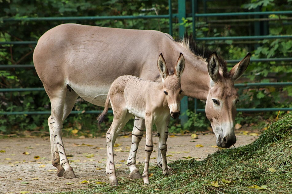 Das weibliche Fohlen habe die Herde im Tierpark auf acht Tiere vergrößert.