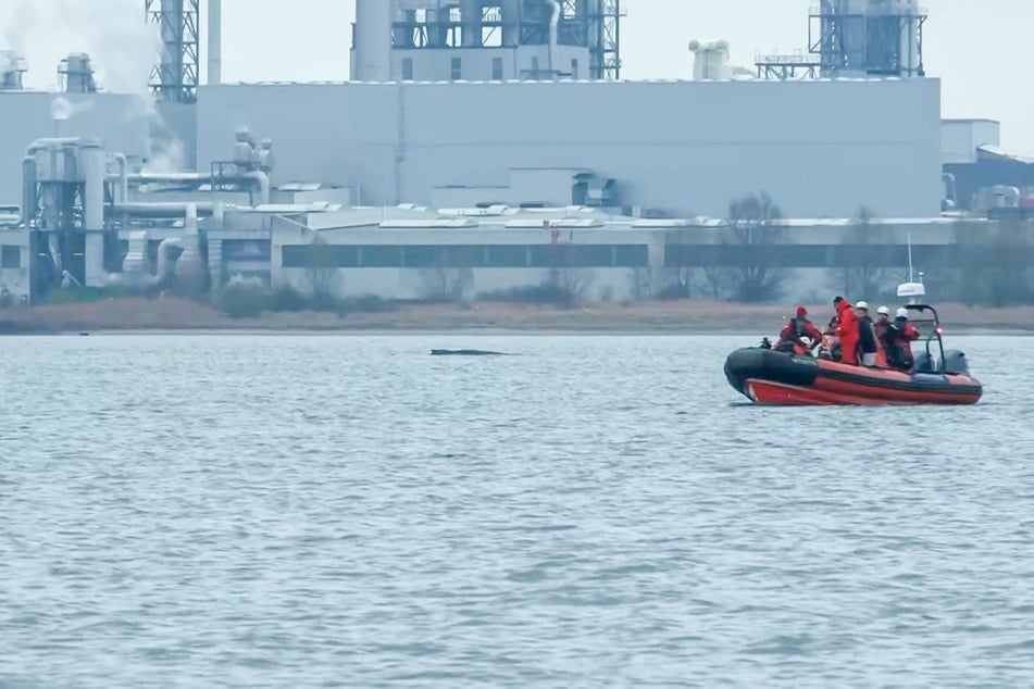 Der Buckelwal ist erneut auf einer Sandbank vor Wismar gestrandet.