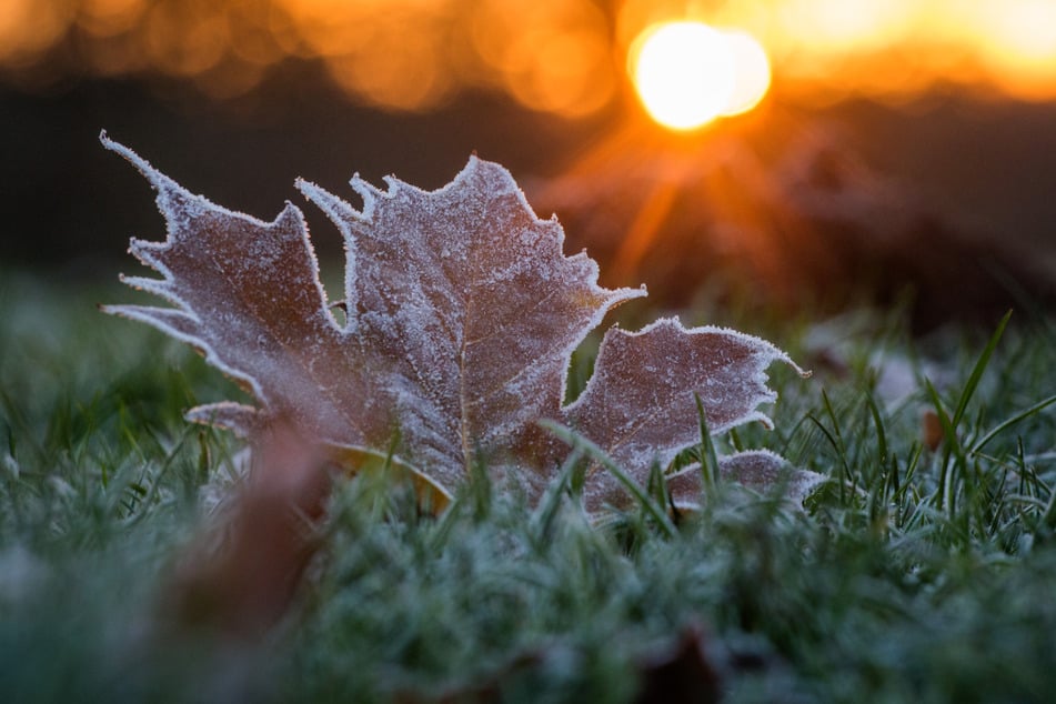 In der Nacht zum Donnerstag sind Tiefstwerte bis minus 2 Grad möglich.