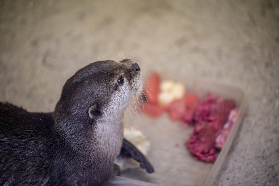 Im Zoo der Minis in Aue gibt es jede Menge niedliche Tiere zu entdecken, darunter auch Otter.