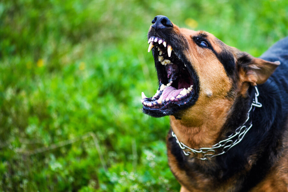 Hund im Beiß-Rausch: Frau rettet sich mit verletztem Vierbeiner in fremdes Auto