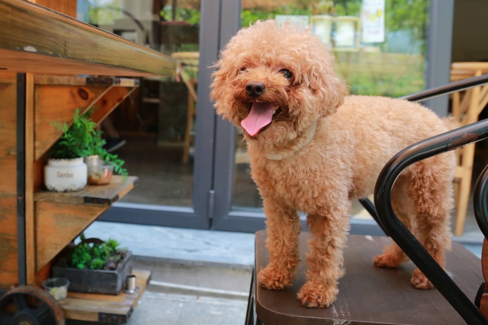 Not all restaurants will be OK with dogs, so you need to check with the staff beforehand.