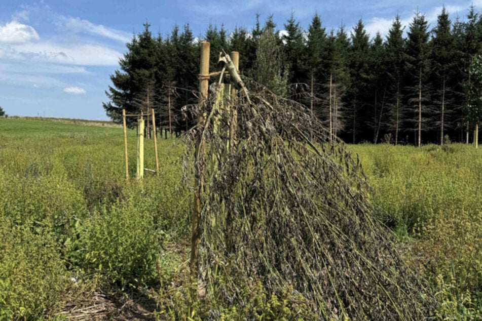 Unbekannte haben die frisch gepflanzten Greenpeace-Bäume beschädigt.