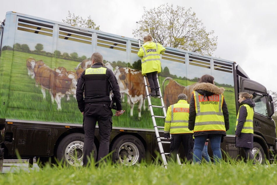 Polizisten untersuchen einen Rindertransport. Werden alle Vorgaben eingehalten?