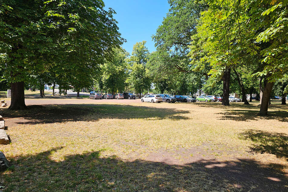 Die geplante Calisthenicsanlage soll im Stadtpark Rothehorn entstehen.