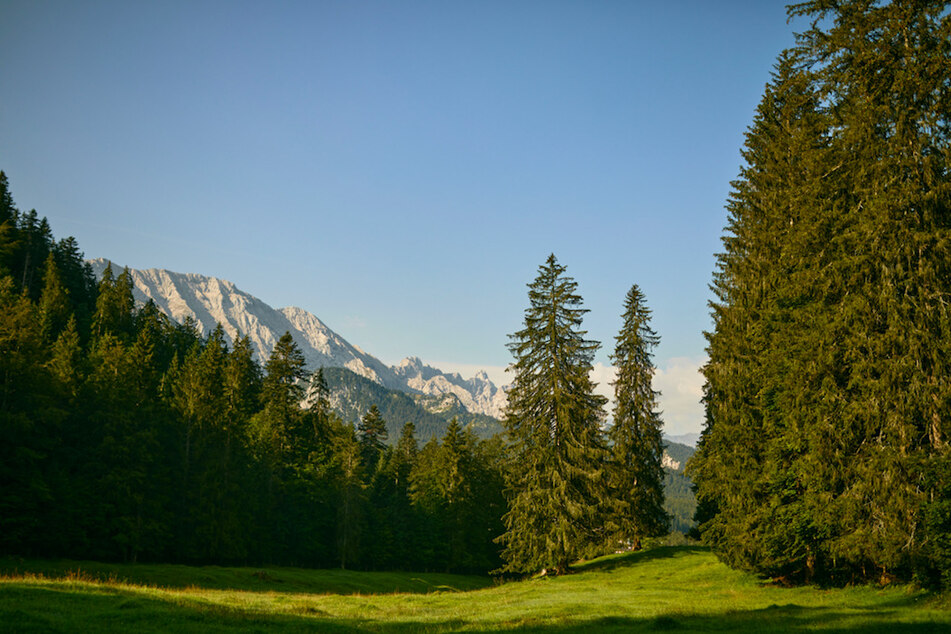 Ein Blick auf ein Waldstück in Mittenwald. Hier wird er erste Naturfriedhof im Staatsforst eröffnet.