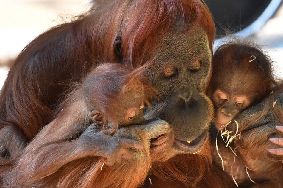 Noch mehr schlechte Nachrichten: Orang-Utan-Weibchen Matra starb im März mit 44 Jahren an Herzversagen. (Archiv)