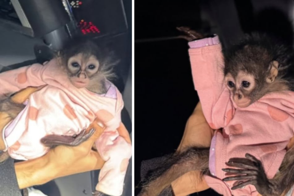 Baby monkey discovered by police in unusual traffic stop