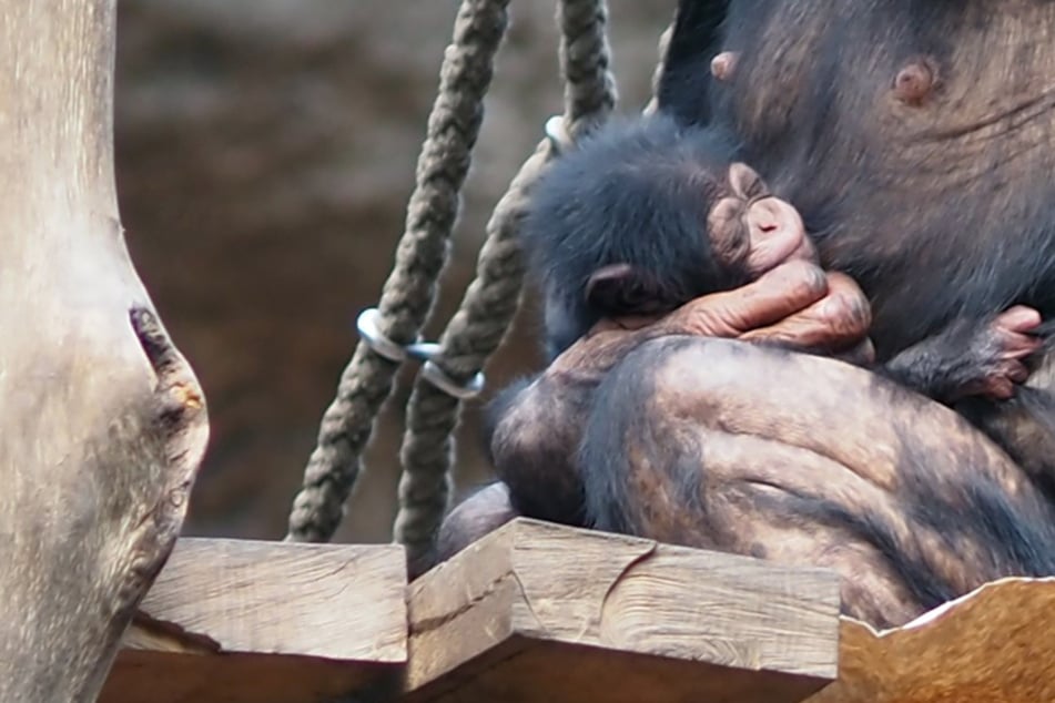 Ungewöhnlicher Name mit süßem Hintergrund: So heißt das Leipziger Schimpansen-Baby