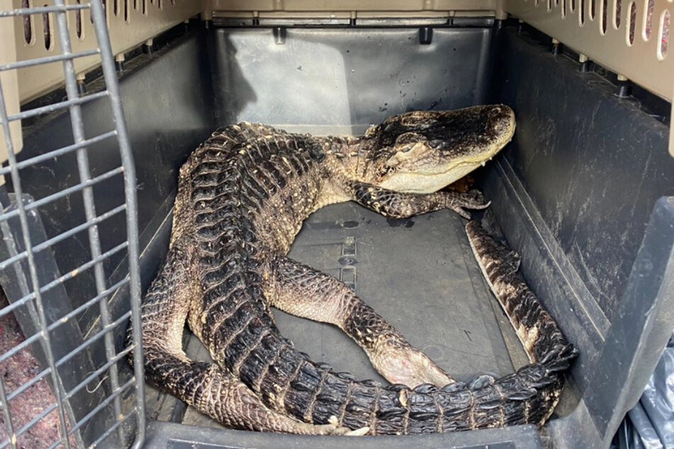 Park workers were able to capture the reptile and take it to an animal care center.