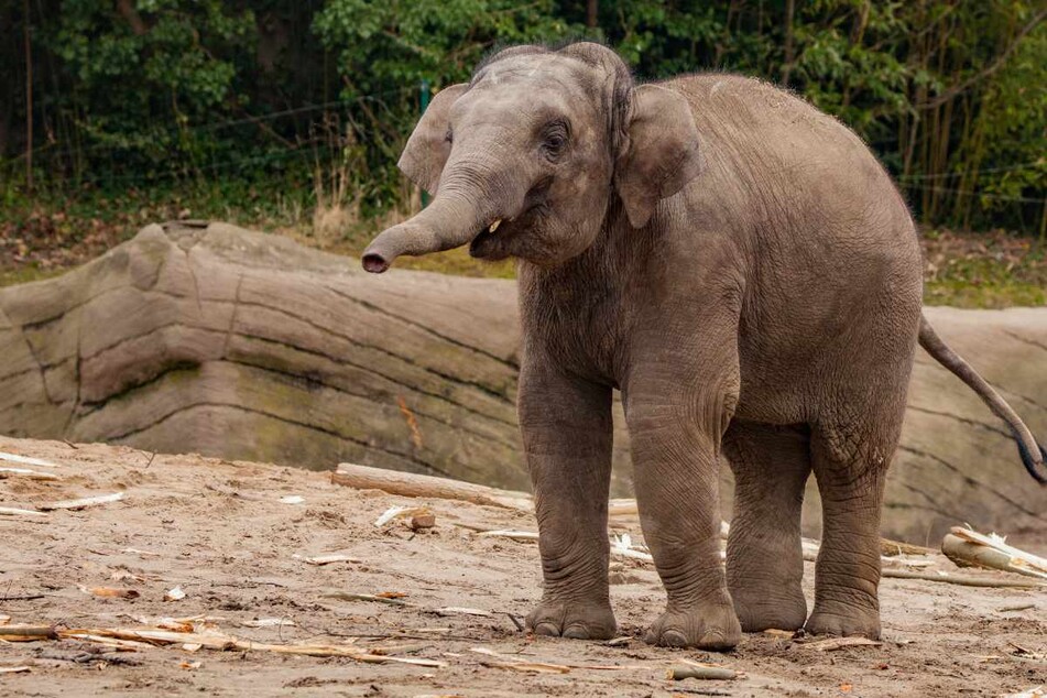 Elefantenbulle Kanja verstarb im Alter von zwei Jahren im Tierpark Hagenbeck an einem Herpesvirus.