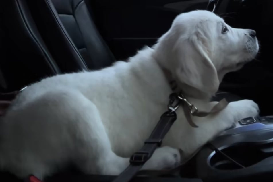 Bei diesem süßen Welpen kann es einem schonmal die Sprache verschlagen.