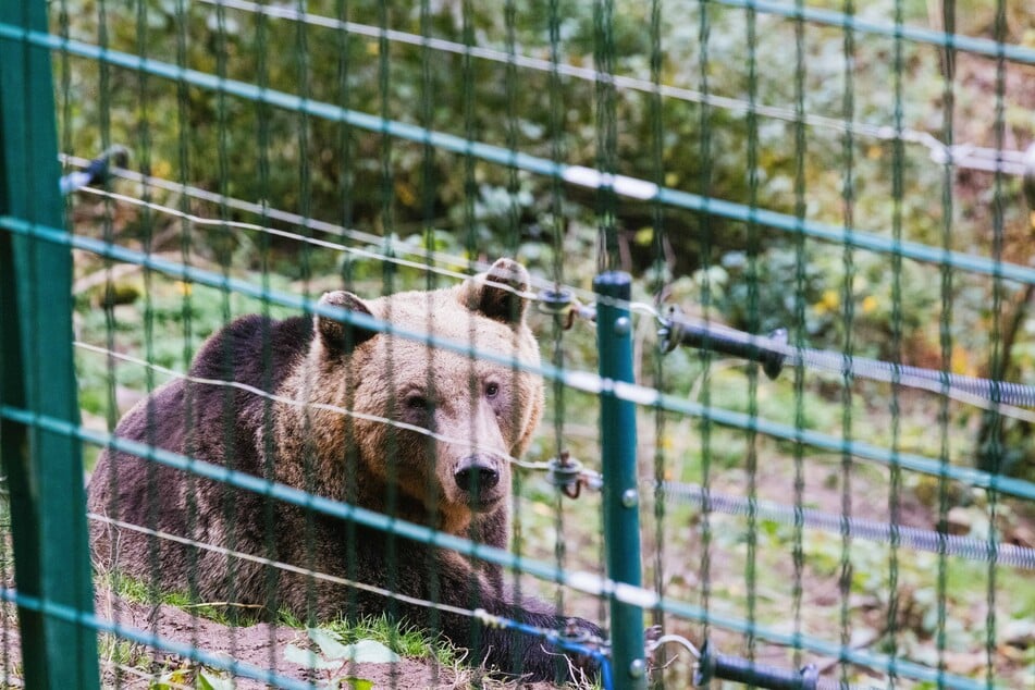 Bärin Gaia geriet im vergangenen Jahr nach einem tödlichen Angriff in die Schlagzeilen.