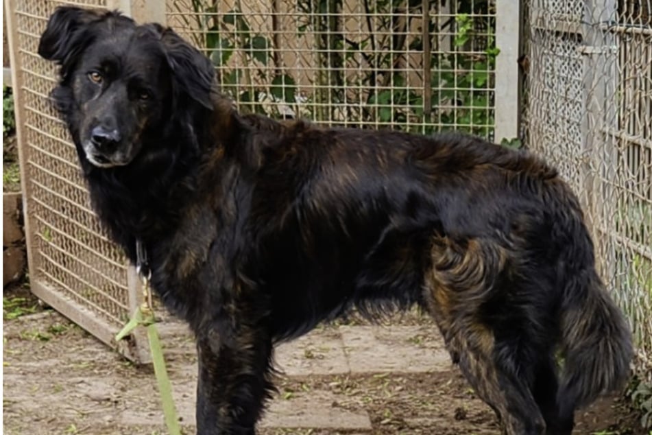 Hund Axo wünscht sich ein großzügiges neues Heim bei liebevollen Menschen.