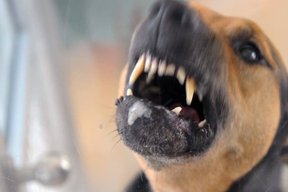 Hunde geraten aneinander: Frau verletzt sich beim Eingreifen