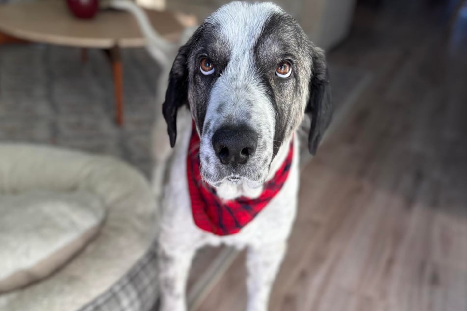 Da muss man sich die Augen reiben! So sieht Zubin inzwischen aus.