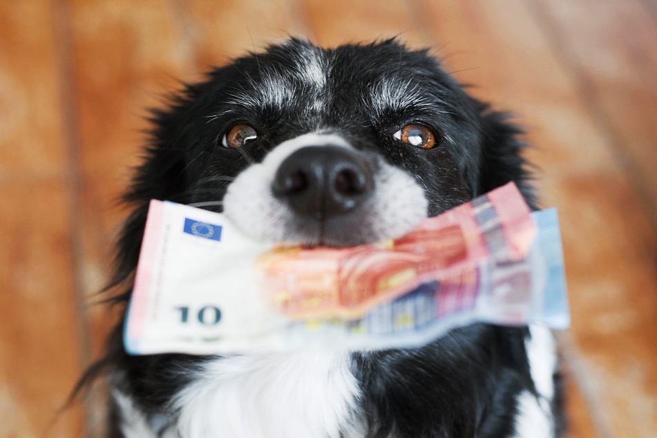 Die Bußgelder für unangeleinte Hunde können sehr hoch sein.