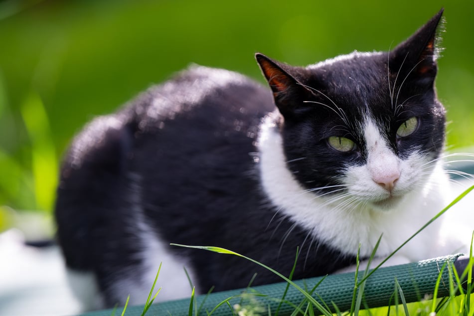 Totgeprügelt und vergiftet: Tierquäler tötet mehr als 20 Katzen!