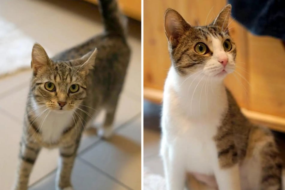Jette (l.) und Jessie aus dem Hamburger Tierheim suchen ein liebevolles Zuhause.