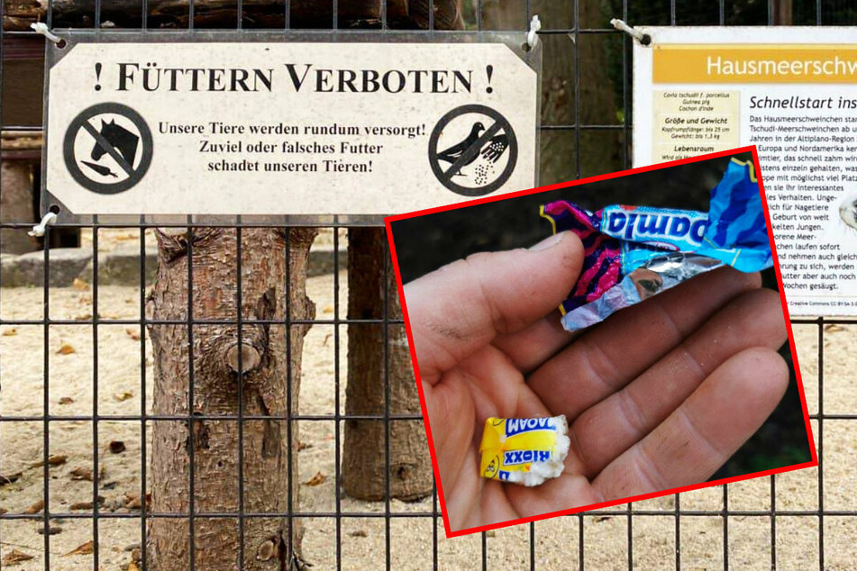 "Wir sind stinksauer!": Illegale Fütterungen im Zoo der Minis in Aue