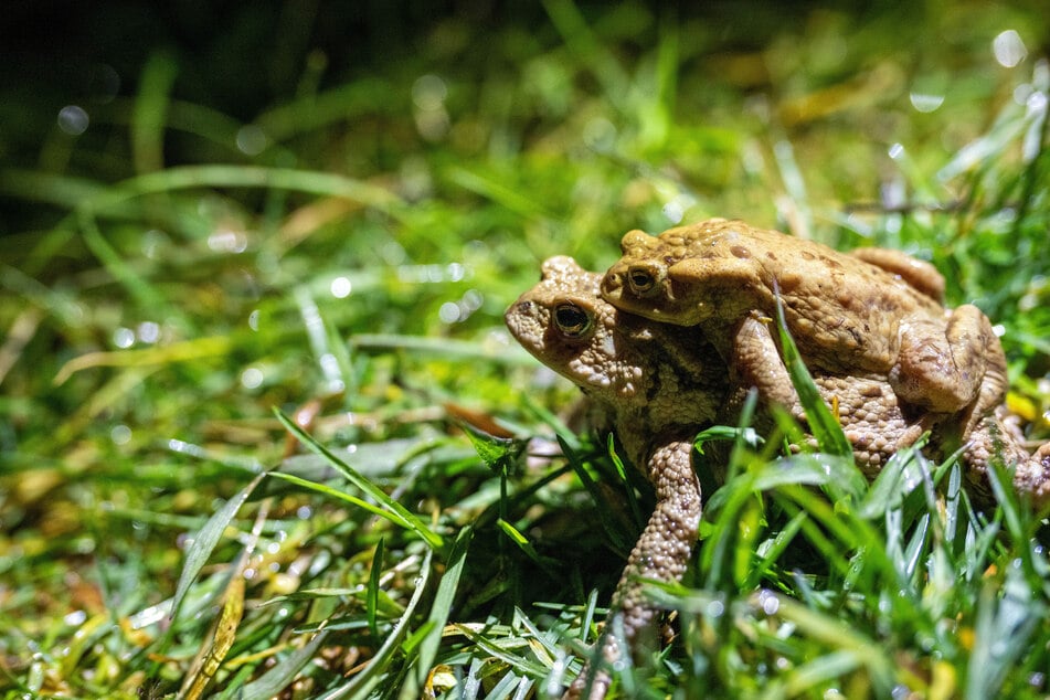 Bei Erdkröten lässt sich das Männchen oft huckepack vom Weibchen zum Gewässer tragen. So spart es Kraft für den stundenlangen Zeugungsakt. (Archivfoto)