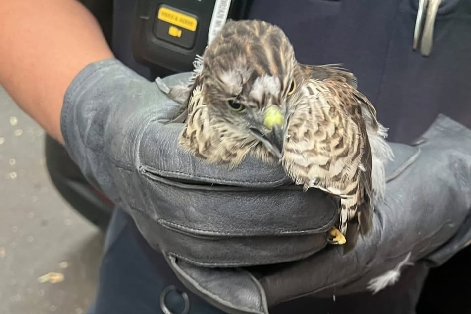 Der Falke befindet sich mittlerweile an einem sicheren Ort.