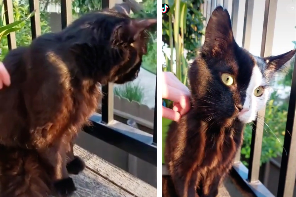 This cat's unique markings were caused by his mother's stress or sickness during pregnancy.